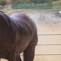 Calm & Cool