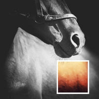 Skincare pack at €119 | Horsecarepro - shampoo en conditioner - schitterende vacht - paardenhaar