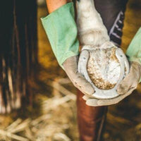 DINKY Bio Hoof Repair at €33 | Horsecarepro - mooie hoeven - hoefrot