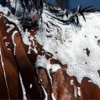JOLIE Shampoo at €22 | Horsecarepro - foam - schuim