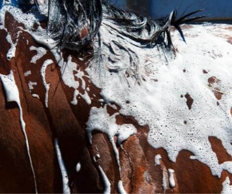JOLIE Shampoo at €22 | Horsecarepro - foam - schuim