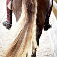 BELLE 2 in 1 Biolotion Ultra at €19 | Horsecarepro - horse tail - paardenstaart