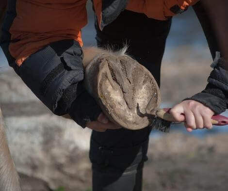 how to take care of the horses hoofs - hoof maintenance - hoofoil