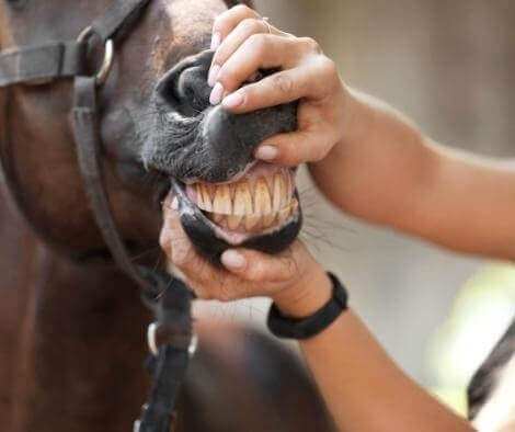 horse teeth - cleaning - checking