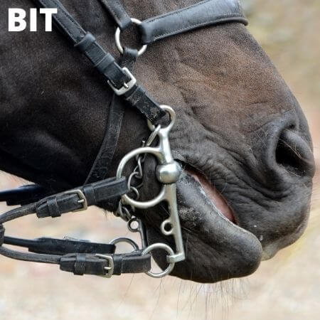 Bit paard - Horse bit