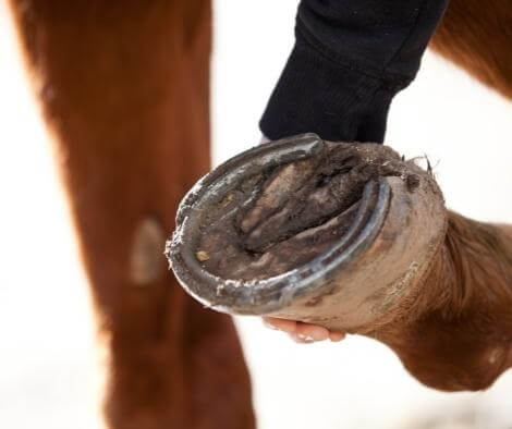 PRINCESS Bio Hoofcare at €29 | Horsecarepro - cleaning the horses hoofs