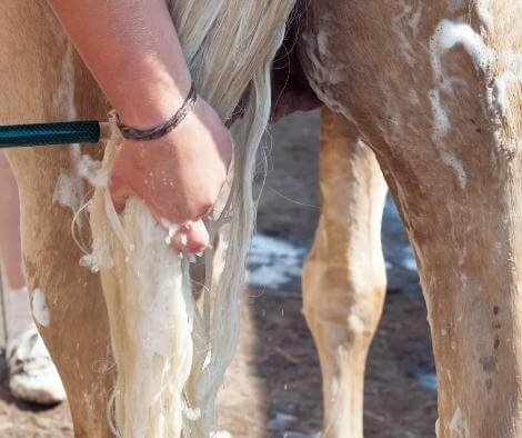 GOLDIE Shampoo for white horses at €26 | Horsecarepro