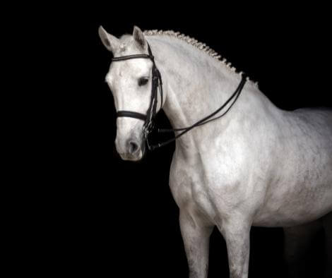 GOLDIE Shampoo for white horses at €26 | Horsecarepro - beautiful white horse - greys - schimmel