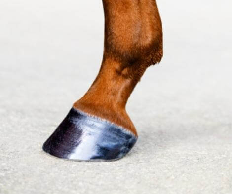 PRINCESS Bio Hoofcare at €29 | Horsecarepro - shiny hoofs - verzorgde paardenhoeven