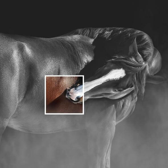 Anti-itching combi pack at €109 | Horsecarepro - voorkomt en geneest schuurwonden