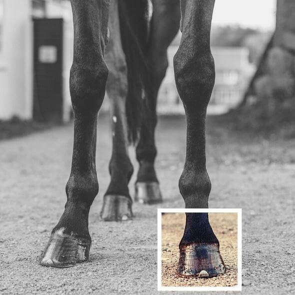 Hoof Control-set at €85 | Horsecarepro - alles wat je nodig hebt voor gezonde paarden hoeven hoef